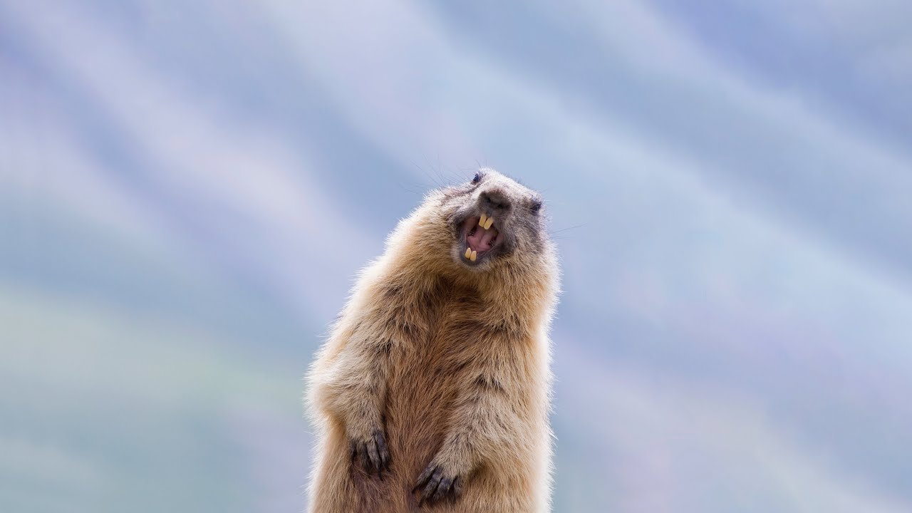 groundhog day books for toddlers