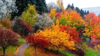 Fall Weekend Getaways Near Me | Nature's Palette Peace